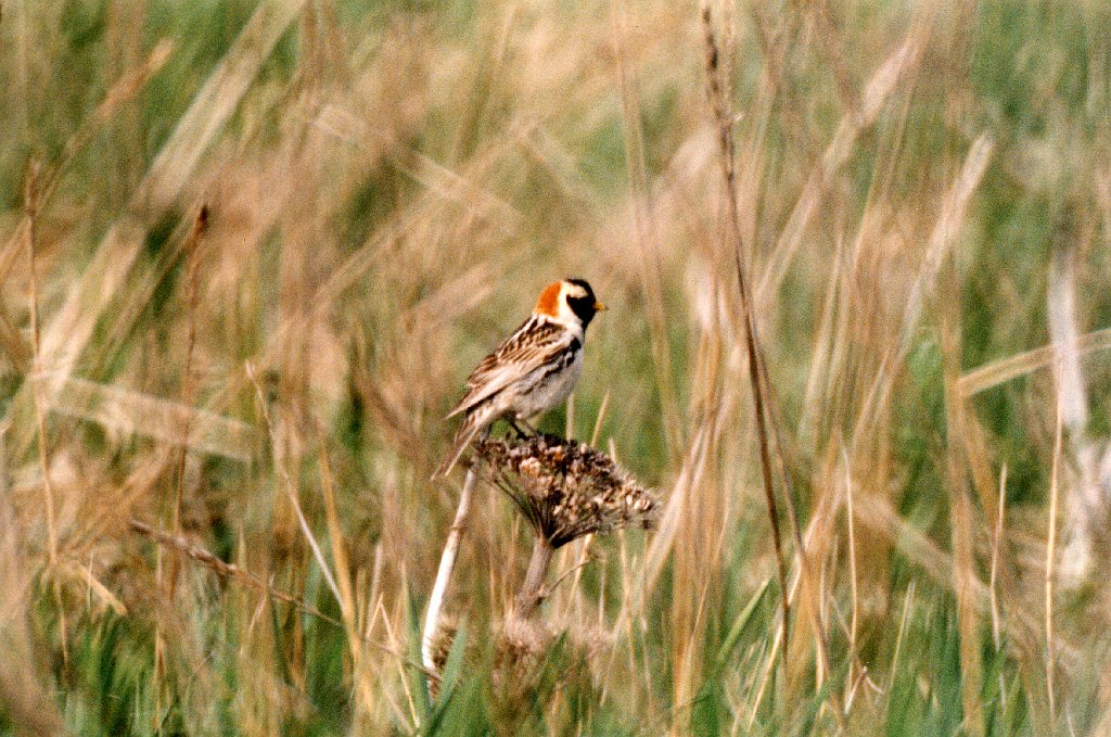 Longspur, Lapland, BL09P54I02.jpg - Lapland Longspur